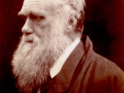 Porträt von Charles Darwin, 1859 von English Photographer